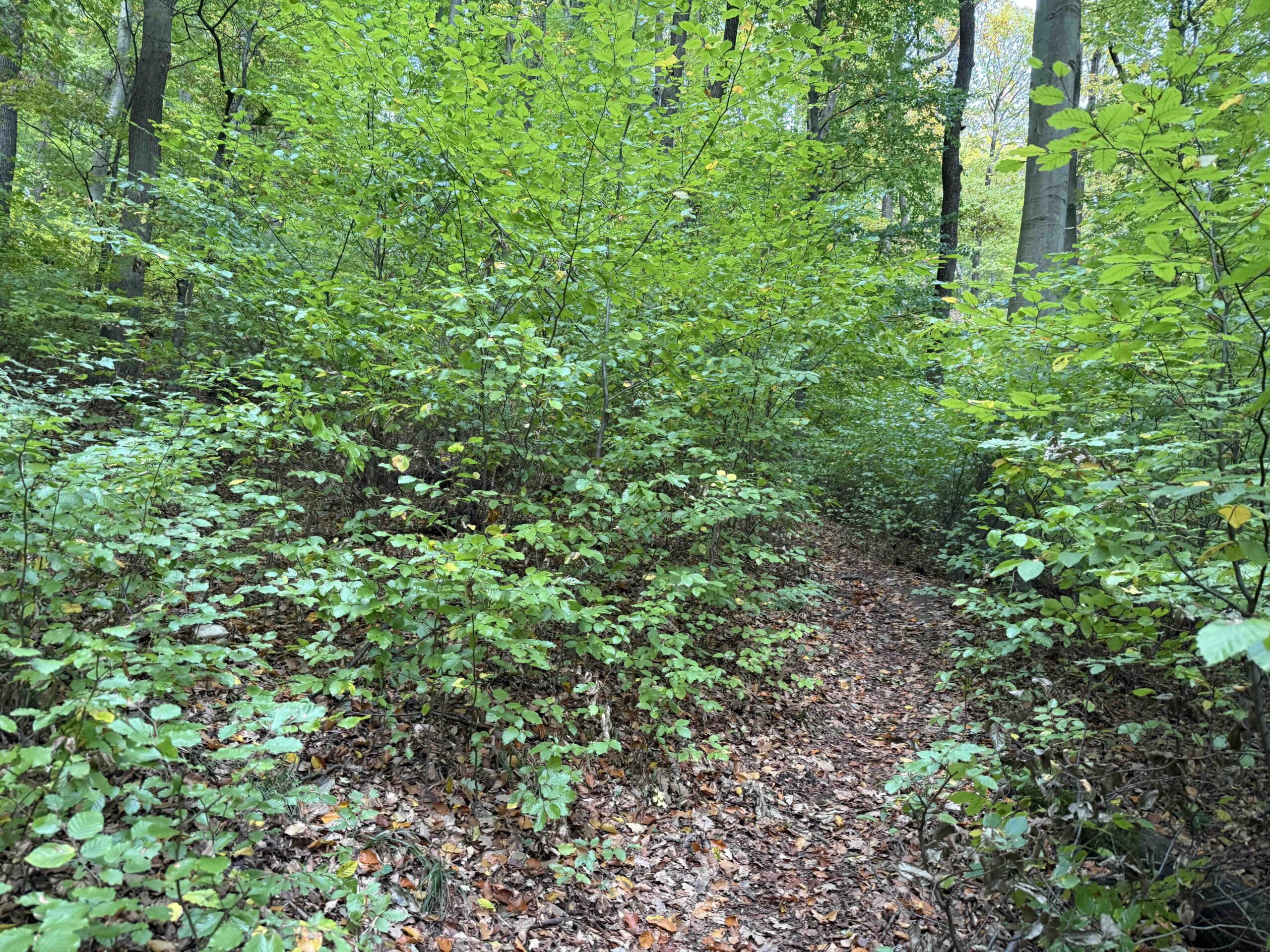 Purkersdorf-Buchberg9