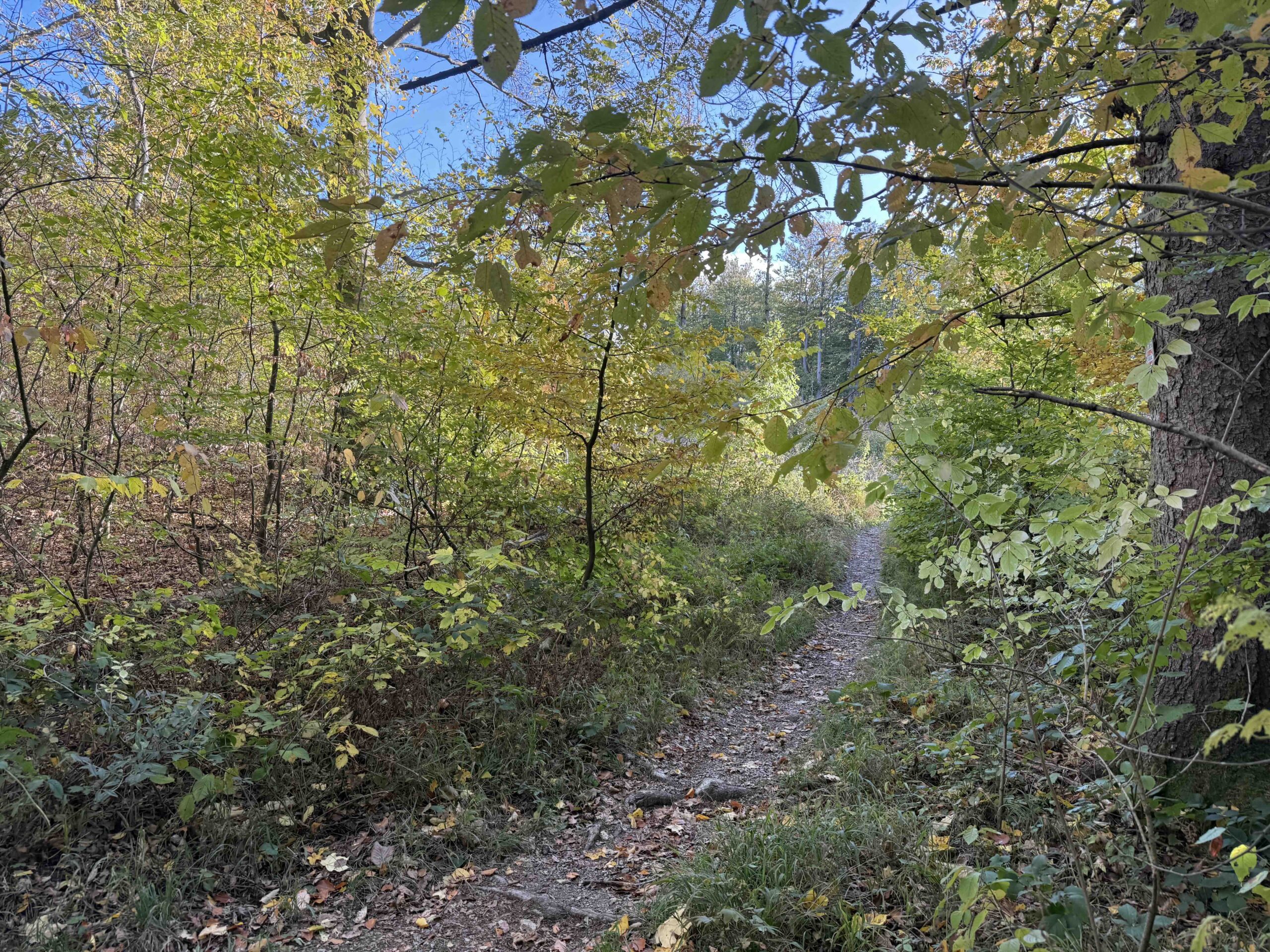 Vorderhainbach-Buchberg10