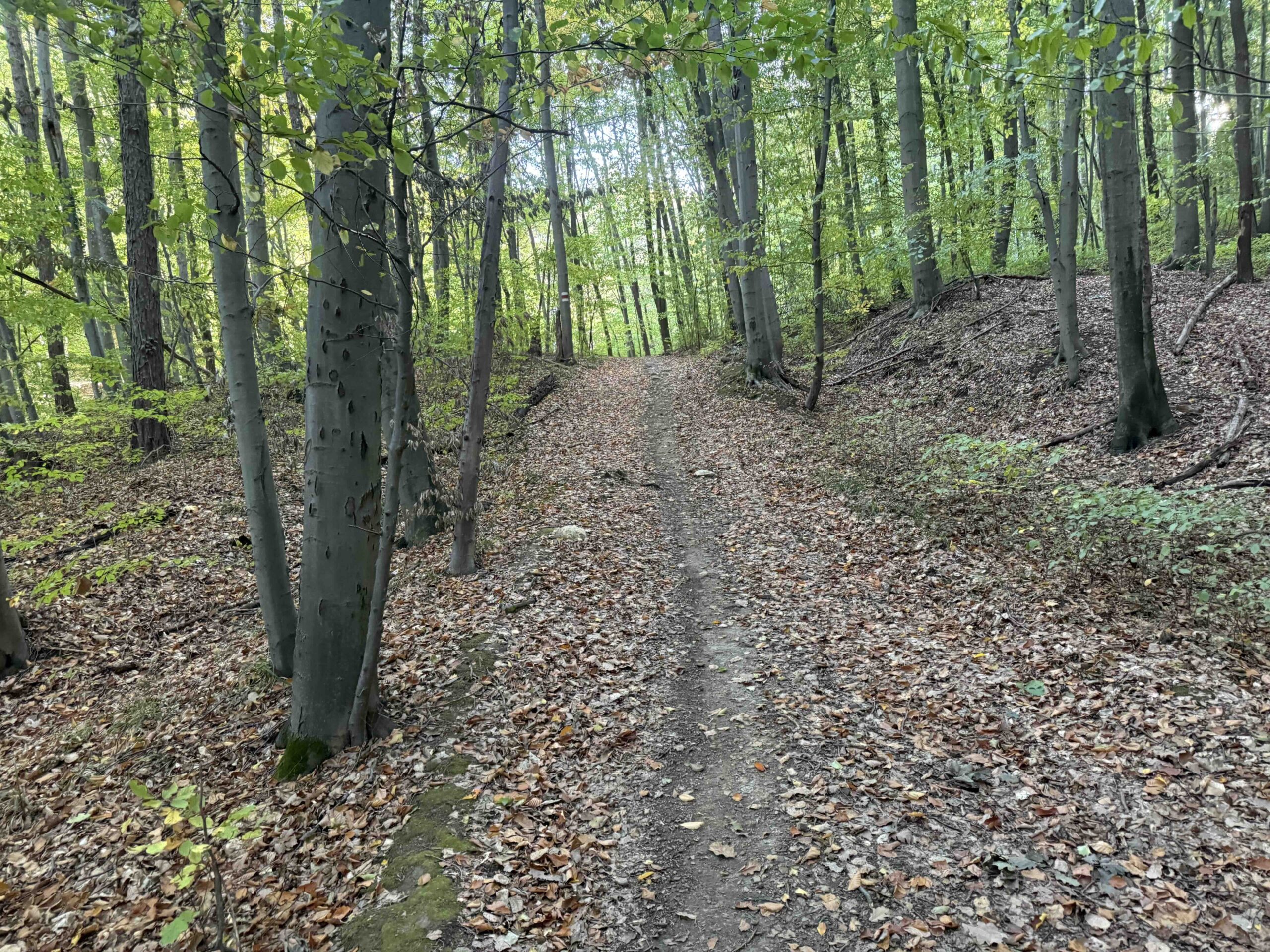 Vorderhainbach-Buchberg5