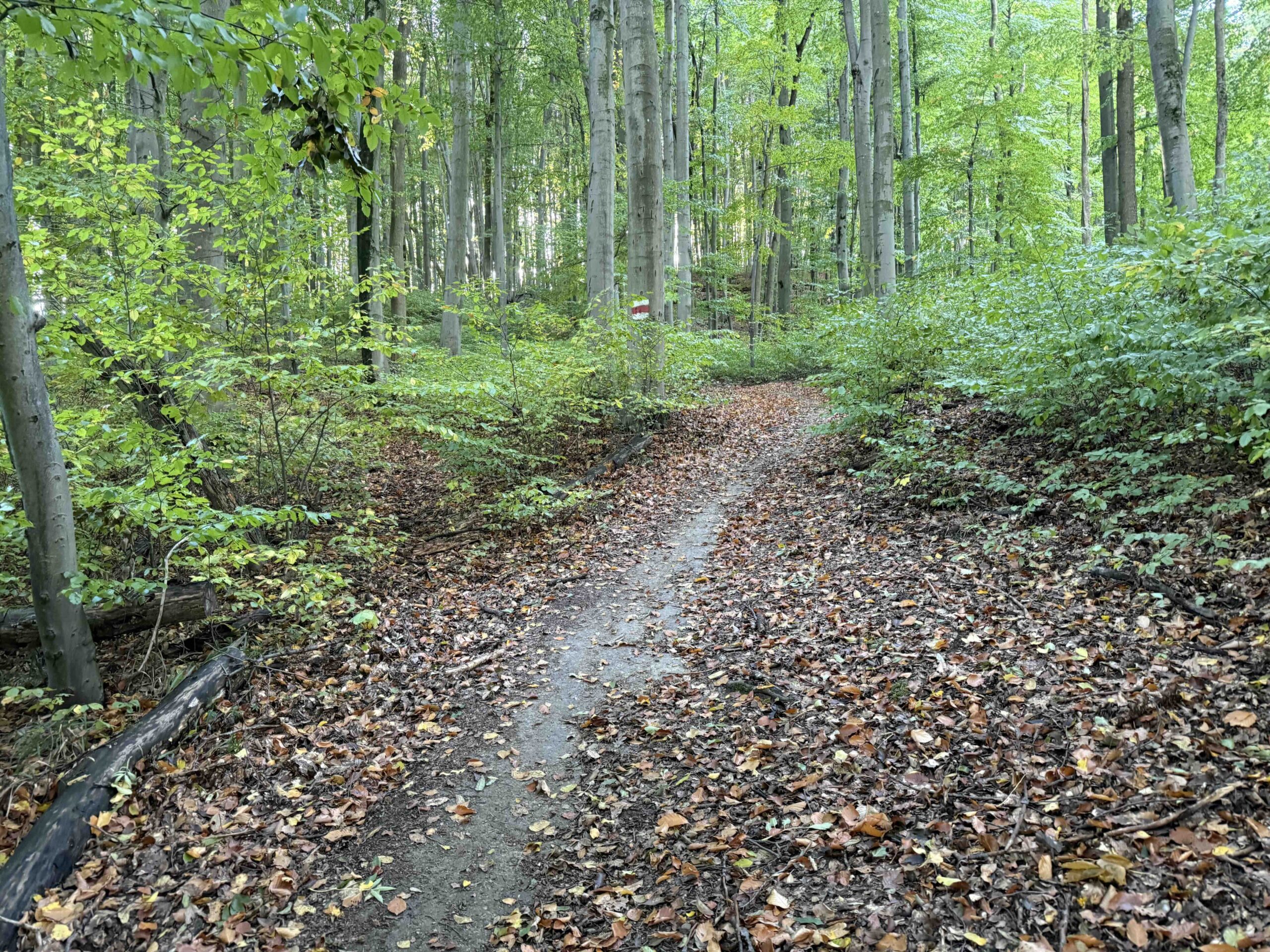 Vorderhainbach-Buchberg8