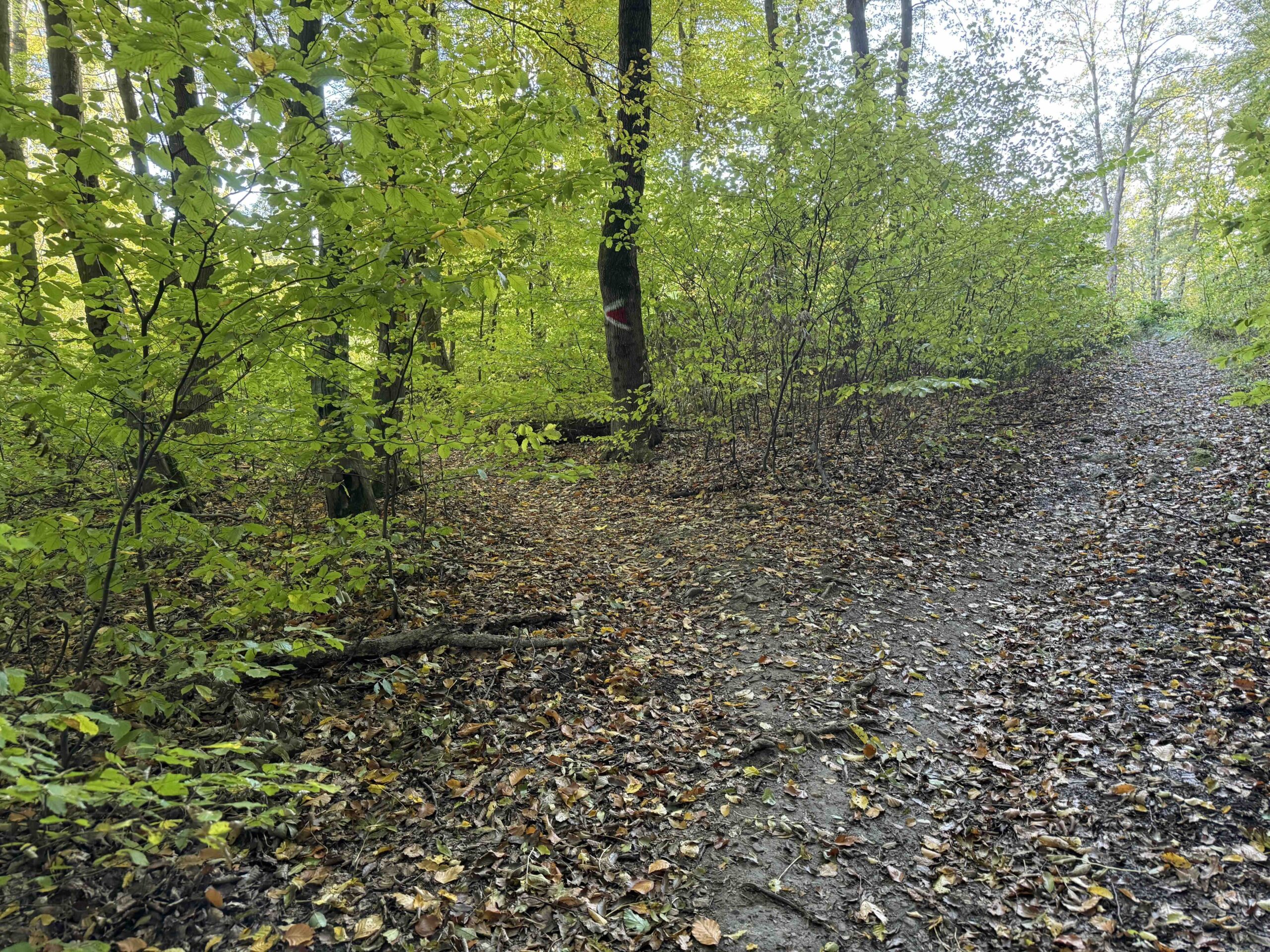 Vorderhainbach-Buchberg9